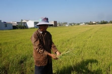 Đồng bằng sông Cửu Long đang chết dần chết mòn